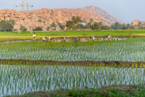 Indian women field workers working together on rice field Indian women field workers working together on rice field
